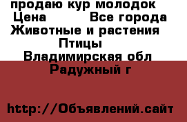 продаю кур молодок. › Цена ­ 320 - Все города Животные и растения » Птицы   . Владимирская обл.,Радужный г.